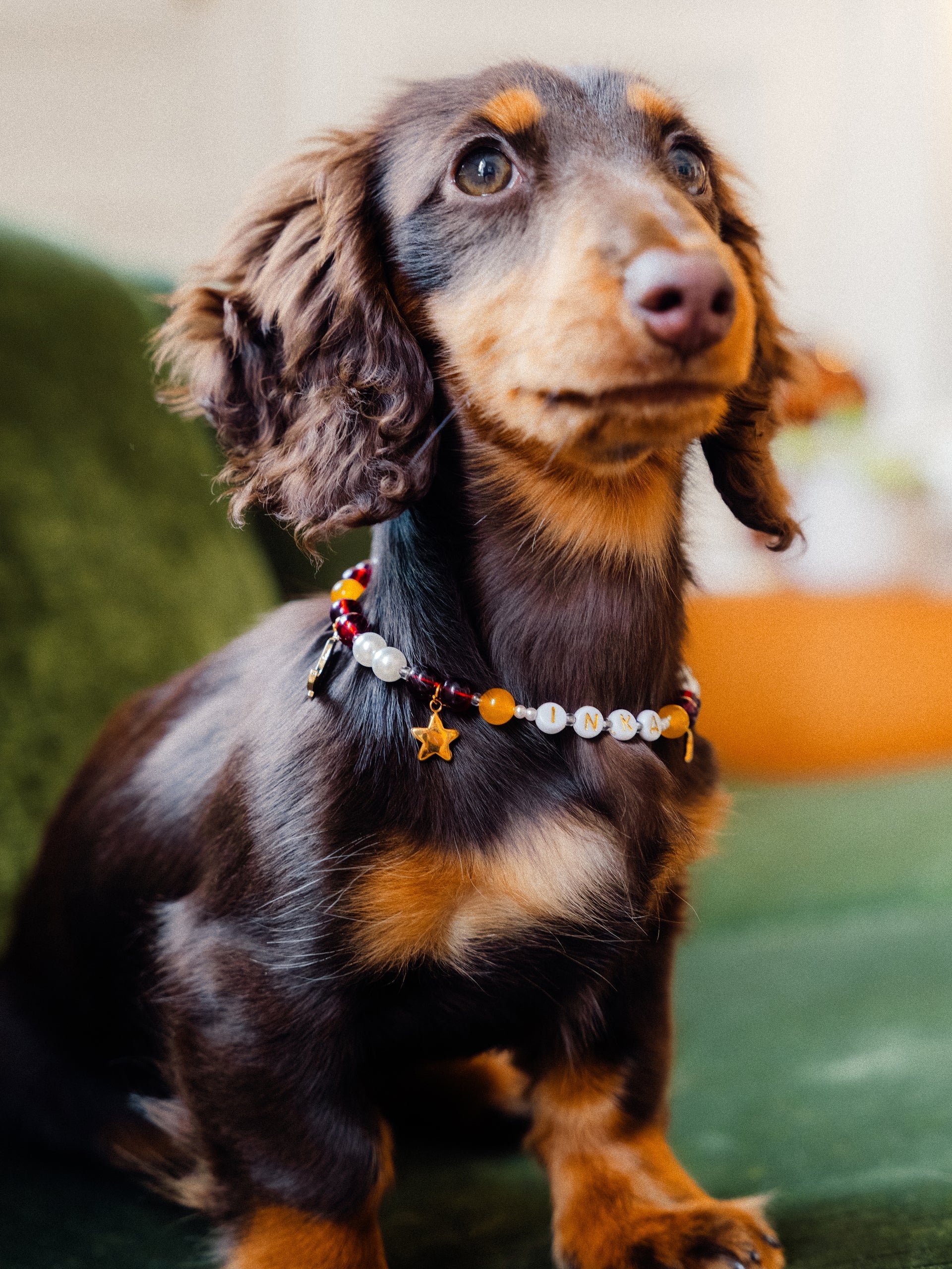 collier de perles pour chien - Babines - Paris